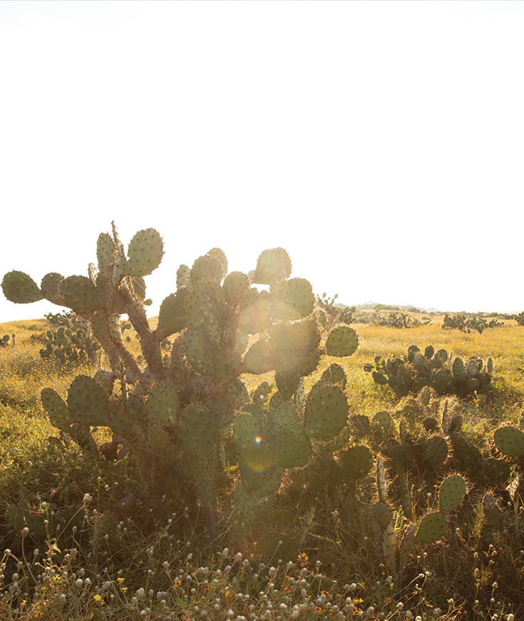 http://cactus%20sunrise